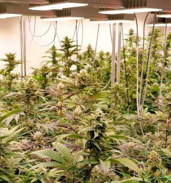 Pilotprojekt zu Freizeit-Cannabis in Deutschland