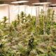 Pilotprojekt zu Freizeit-Cannabis in Deutschland