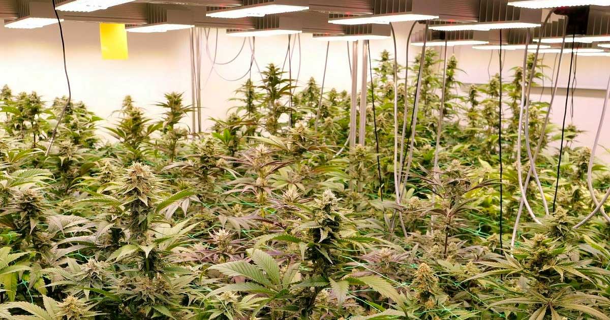 Pilotprojekt zu Freizeit-Cannabis in Deutschland