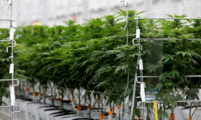 Umfrage zu medizinischem Cannabis in Frankreich