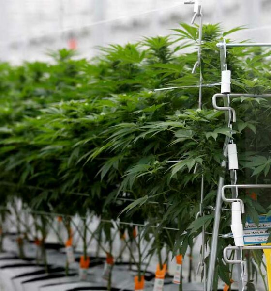 Umfrage zu medizinischem Cannabis in Frankreich