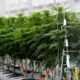 Umfrage zu medizinischem Cannabis in Frankreich