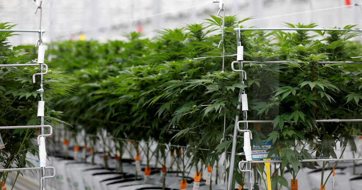Umfrage zu medizinischem Cannabis in Frankreich