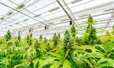 Debatte über die Legalisierung von Cannabis in Argentinien
