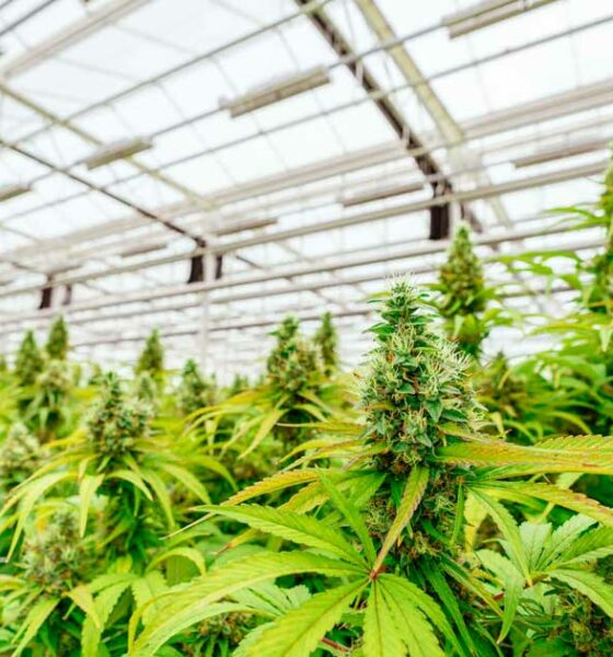 Debatte über die Legalisierung von Cannabis in Argentinien
