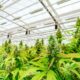 Debatte über die Legalisierung von Cannabis in Argentinien