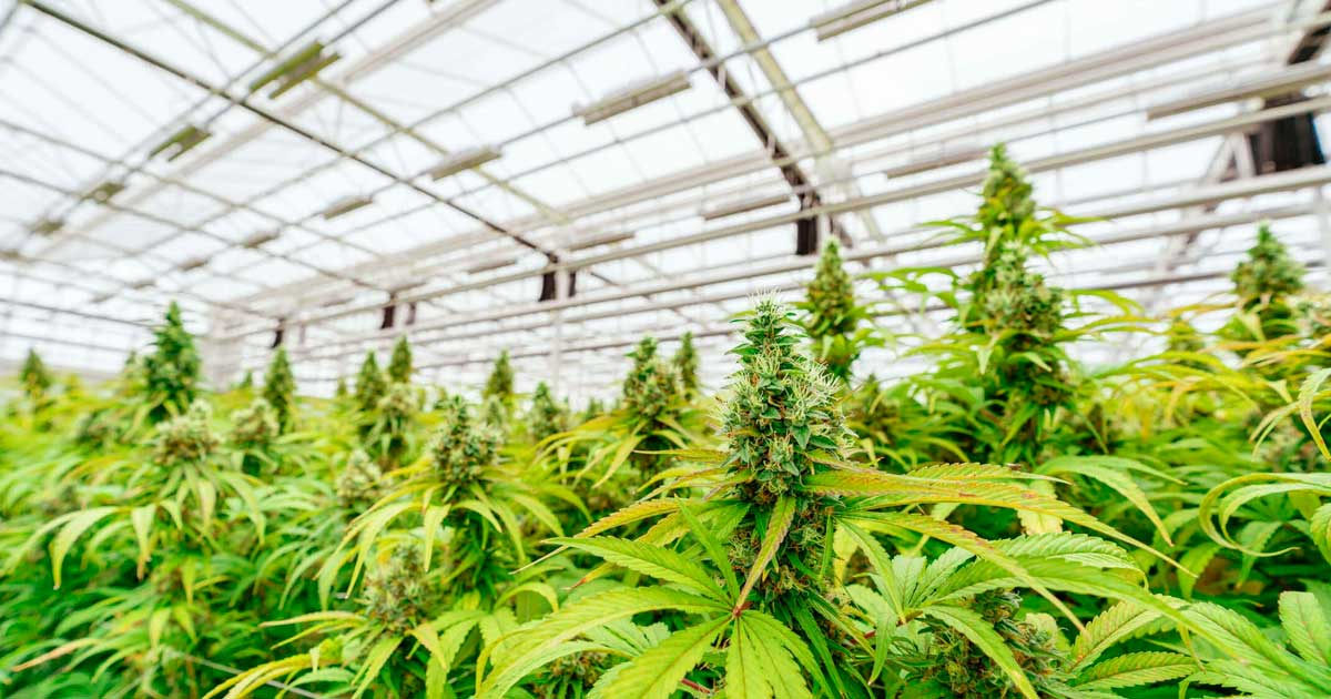 Debatte über die Legalisierung von Cannabis in Argentinien