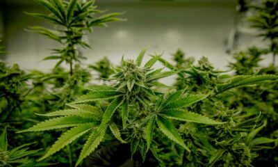 Cannabis und Testosteron