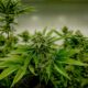 Cannabis und Testosteron