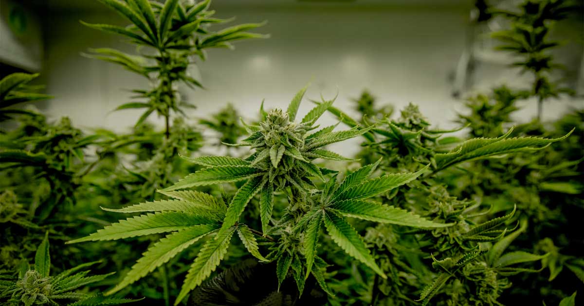 Cannabis und Testosteron