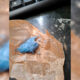 Blaues Hasch im PINACA