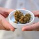 Import von medizinischem Cannabis in Deutschland