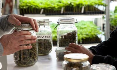 Cannabis reduziert Opioid-Überdosierungen