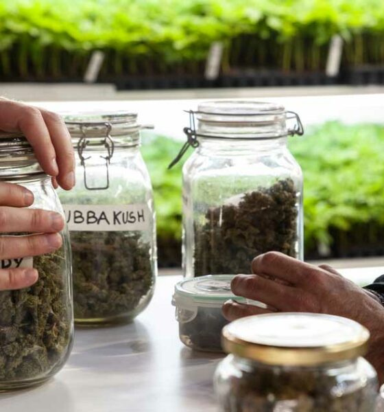 Cannabis reduziert Opioid-Überdosierungen