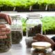 Cannabis reduziert Opioid-Überdosierungen