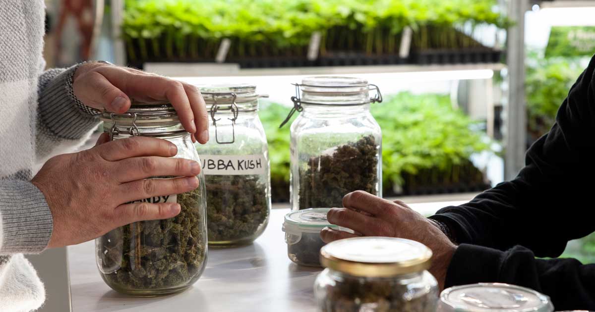 Cannabis reduziert Opioid-Überdosierungen