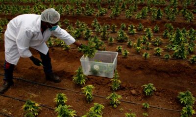 Warten auf die Legalisierung von Cannabis in Südafrika