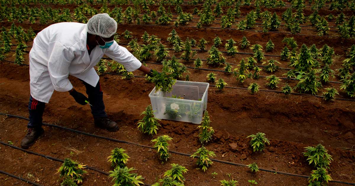Warten auf die Legalisierung von Cannabis in Südafrika