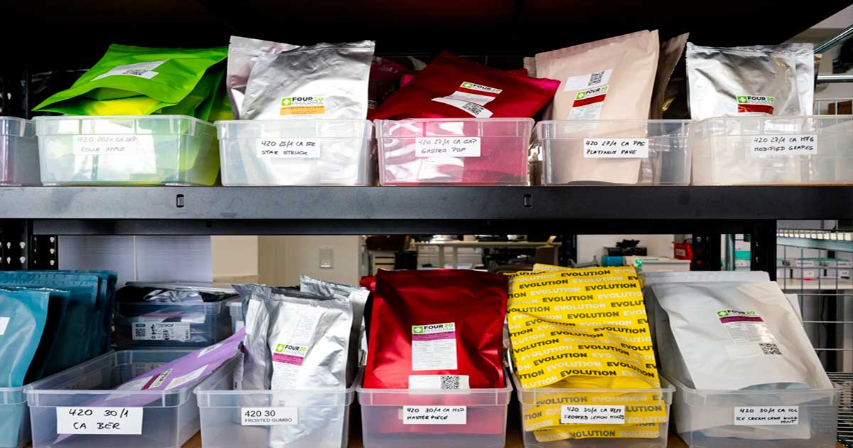 Trends im Bereich medizinisches Cannabis in Deutschland