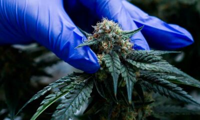 Medizinisches Cannabis in Marokko