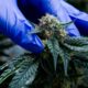 Medizinisches Cannabis in Marokko