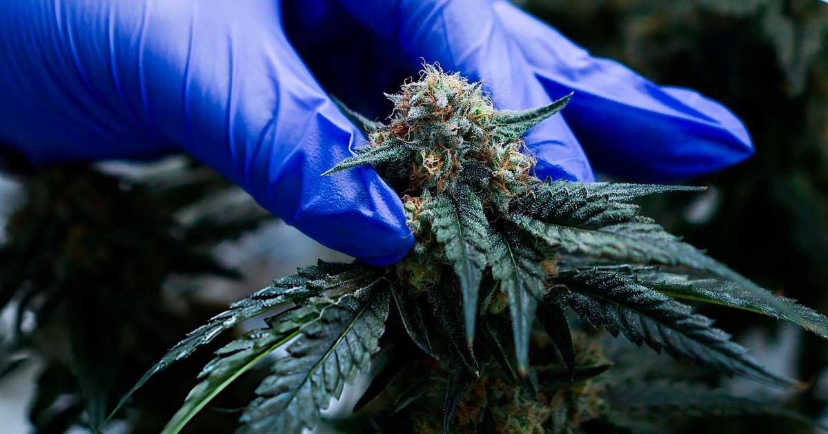 Medizinisches Cannabis in Marokko