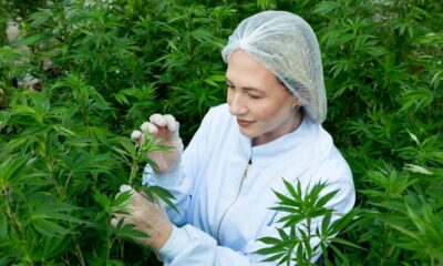 Hanf mit 1 % THC in Brasilien
