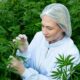 Hanf mit 1 % THC in Brasilien