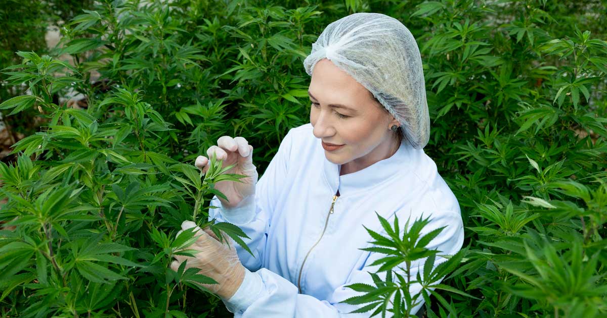 Hanf mit 1 % THC in Brasilien