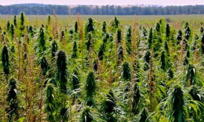 THC-Grenzwert von 1 % für Hanf in Kanada