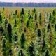 THC-Grenzwert von 1 % für Hanf in Kanada