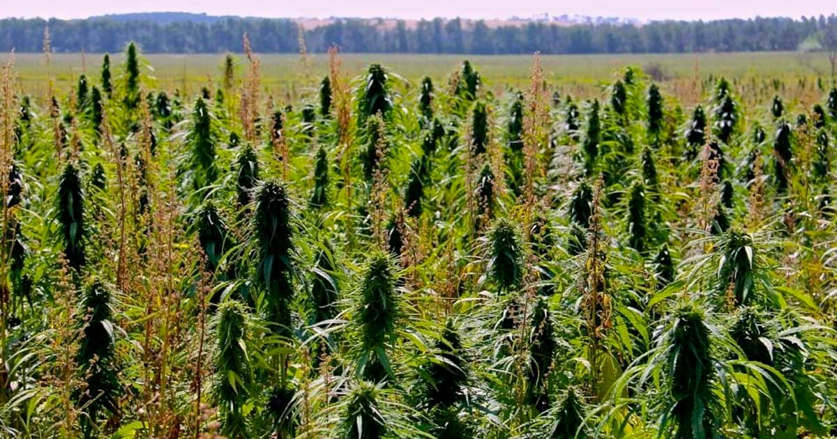 THC-Grenzwert von 1 % für Hanf in Kanada