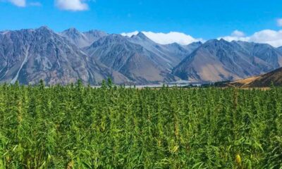 Hanf mit 1 % THC in Neuseeland
