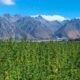 Hanf mit 1 % THC in Neuseeland