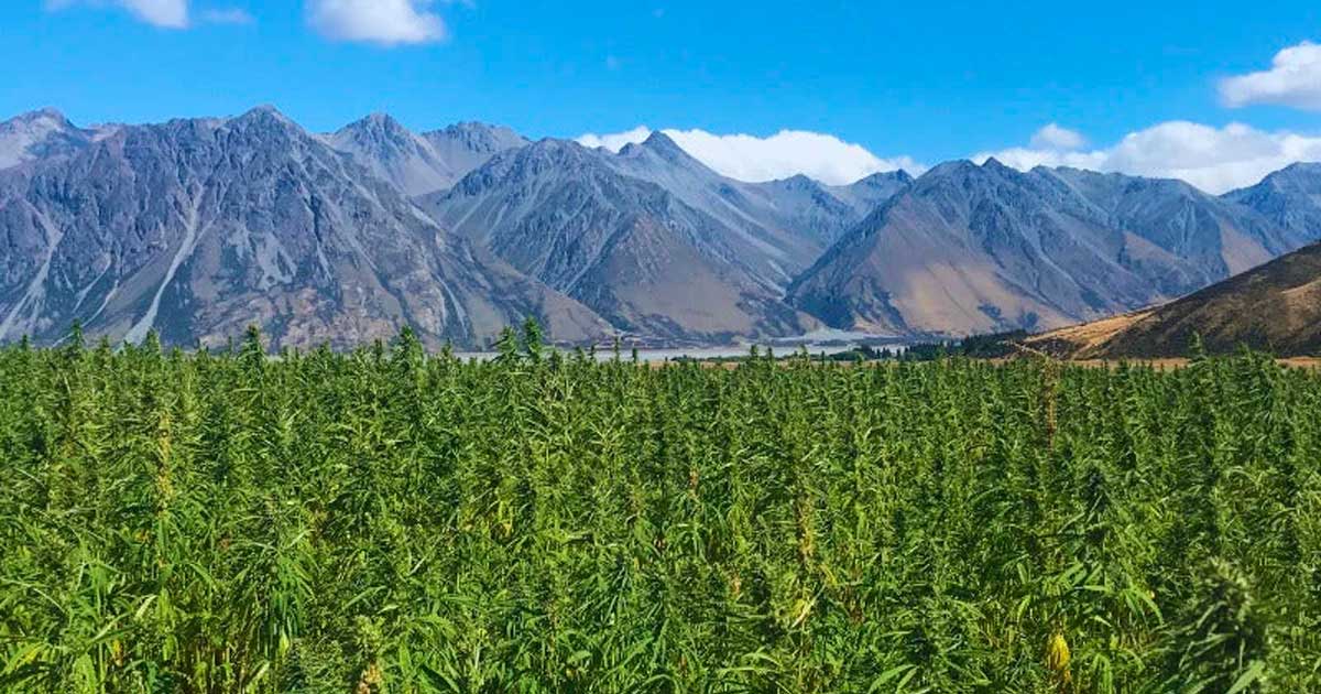 Hanf mit 1 % THC in Neuseeland