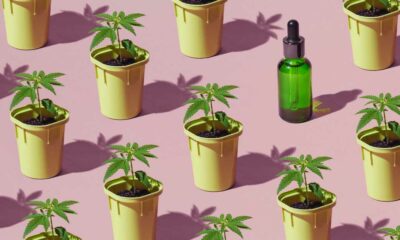 Bilanz des französischen Cannabis-Versuchs