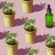 Bilanz des französischen Cannabis-Versuchs