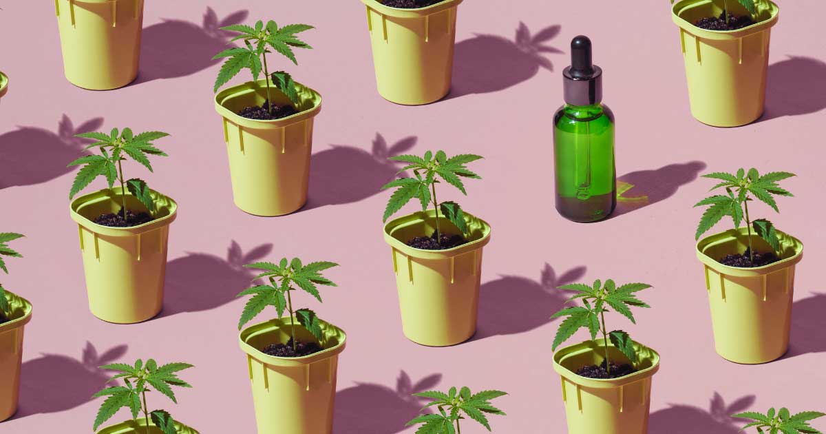 Bilanz des französischen Cannabis-Versuchs