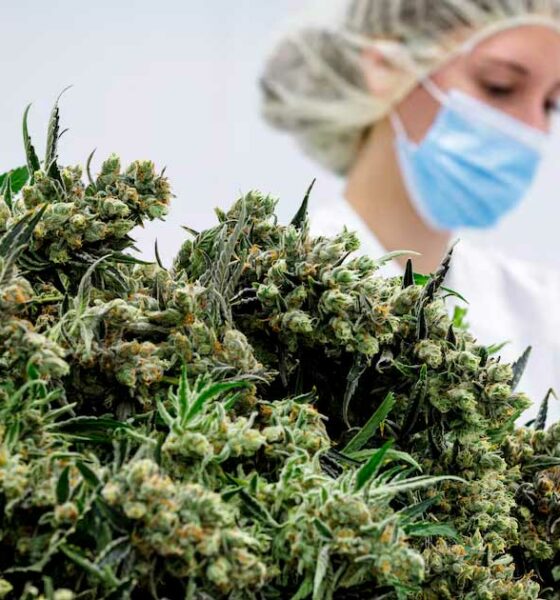 Medizinische Cannabisblüten in Deutschland