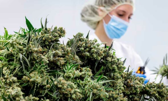 Medizinische Cannabisblüten in Deutschland