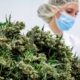 Medizinische Cannabisblüten in Deutschland