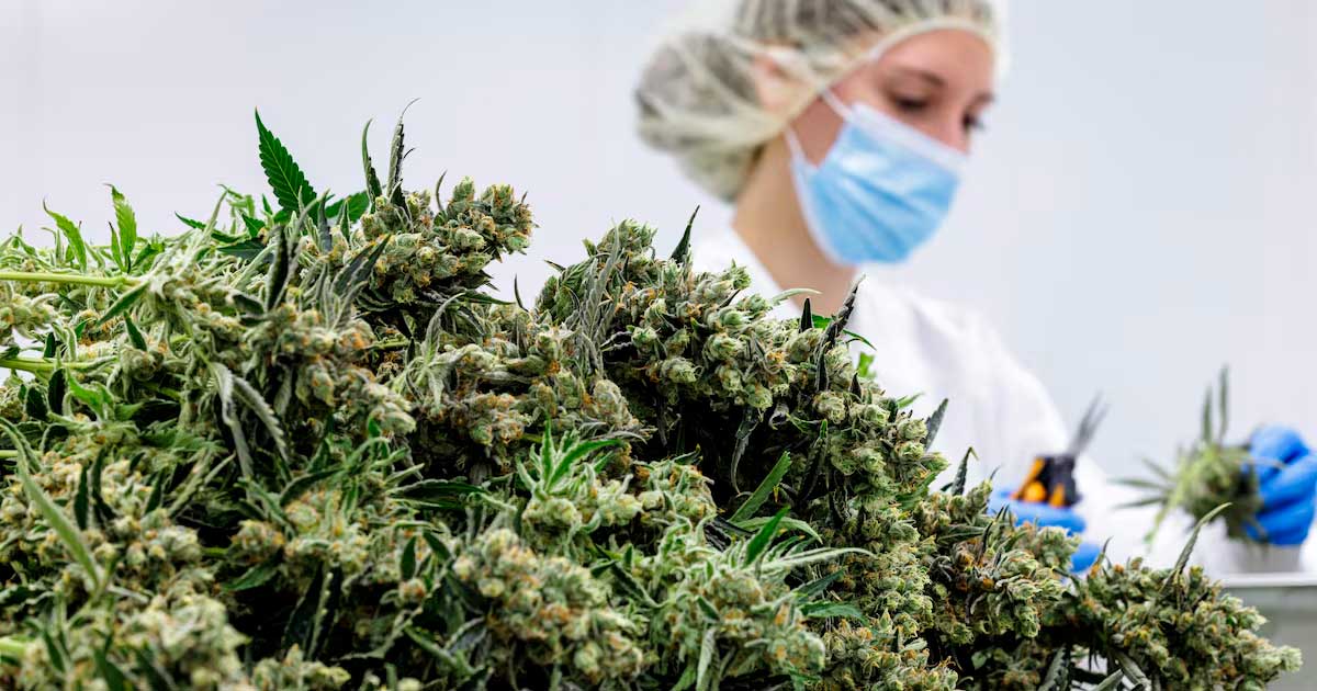 Medizinische Cannabisblüten in Deutschland