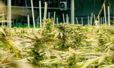 Anbau von medizinischem Cannabis in Nebraska