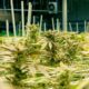 Anbau von medizinischem Cannabis in Nebraska