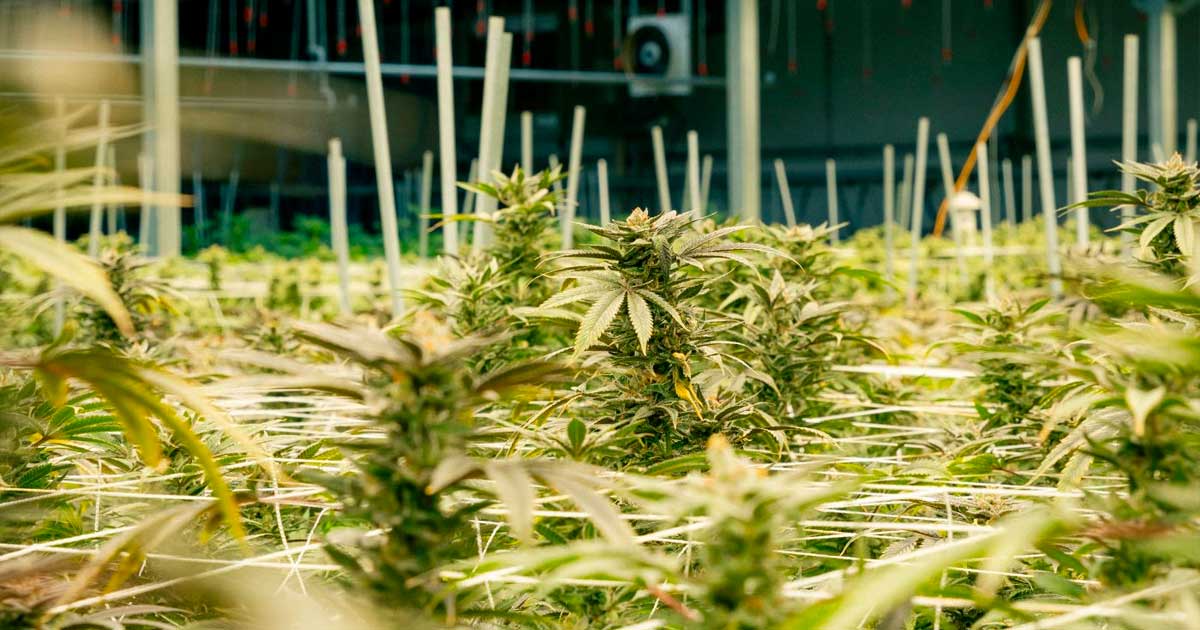 Anbau von medizinischem Cannabis in Nebraska
