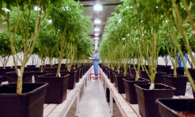 Einbindung von Cannabis in das uruguayische Gesundheitssystem