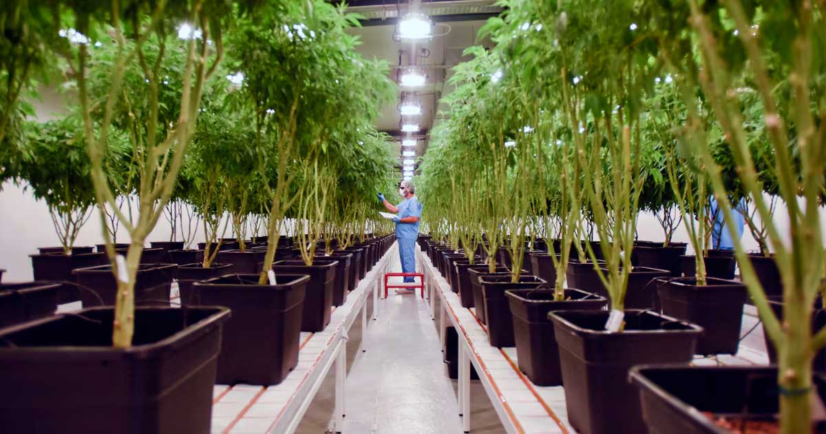 Einbindung von Cannabis in das uruguayische Gesundheitssystem