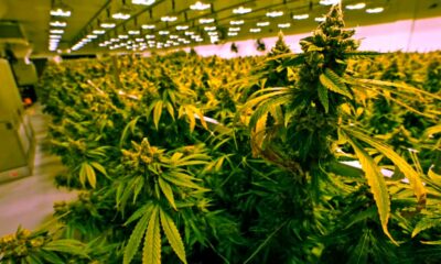Cannabisverkauf in Virginia ab 2027