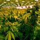 Cannabisverkauf in Virginia ab 2027