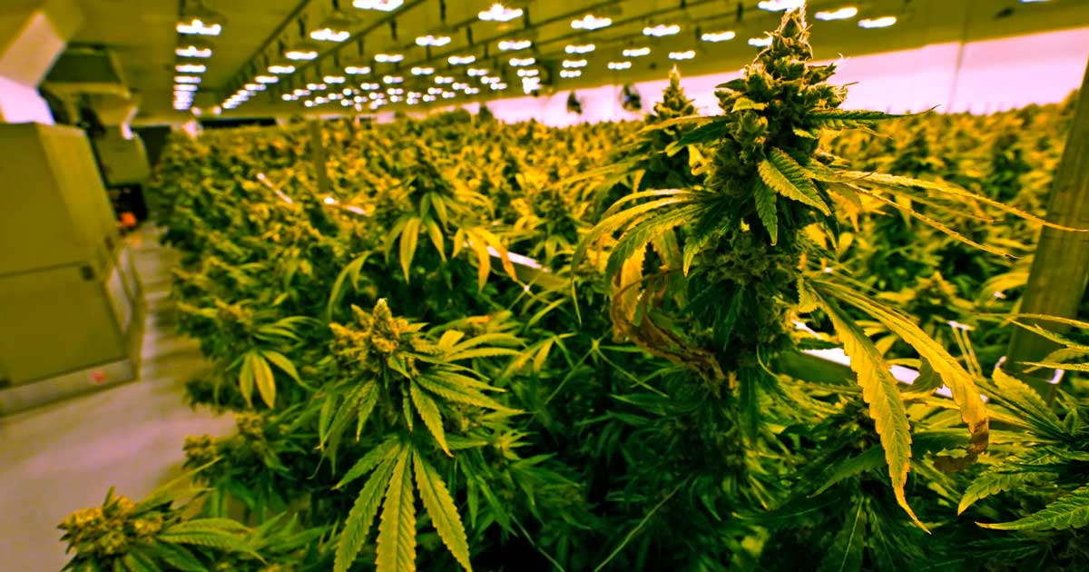 Cannabisverkauf in Virginia ab 2027